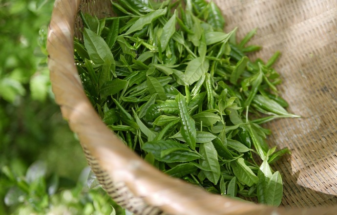 Dlaczego warto stosować ekstrakt z zielonej herbaty w kosmetykach?