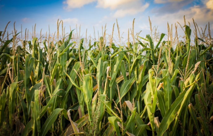 GMO w Unii Europejskiej – bez upraw nowych odmian