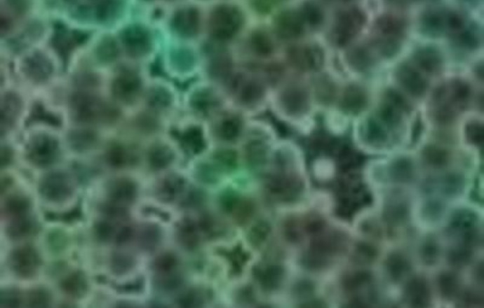 Bioinformatyką w antybiotykooporność – o przełamywaniu lekooporności patogenów opowiada pro