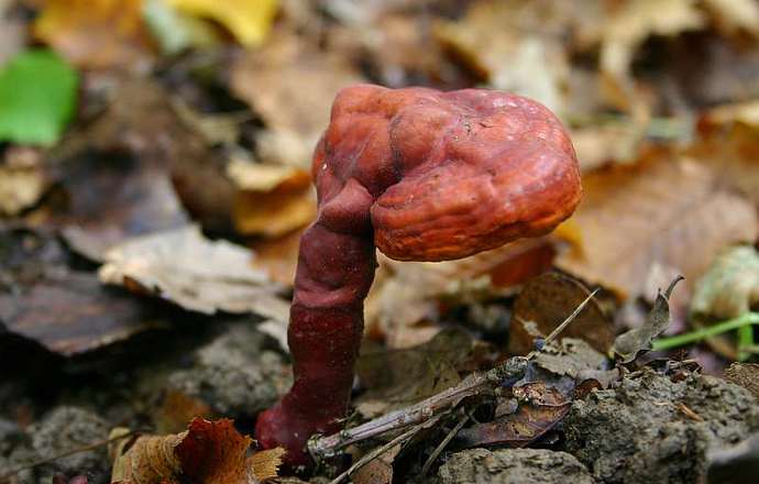 Chińskie Grzyby Reishi w walce przeciwko komórkom nowotworowym