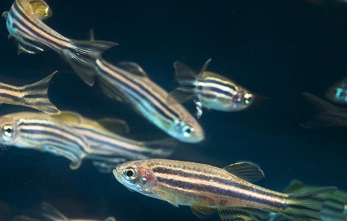 MIKROBIOT 2013 – Badania nad odpornością z użyciem modelu zebrafish.