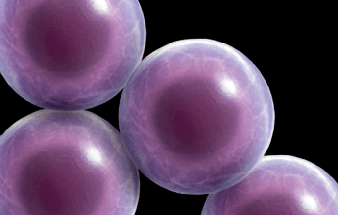 Indukowane pluripotencjalne komórki macierzyste to przyszłość nauk biomedycznych – mówi pro