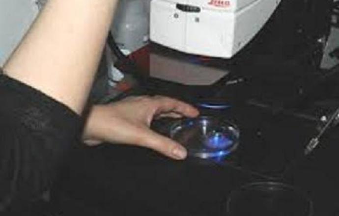 Przekazywanie sygnałów w komórce, a zjawisko endocytozy - rozmawiamy z prof. dr hab. Martą 