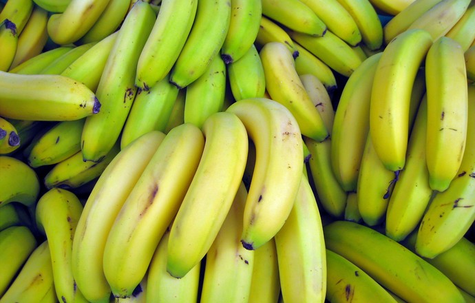 Drzewo bananowca wobec szkodników Radopholus similis- nowo odkryty system obrony rośliny