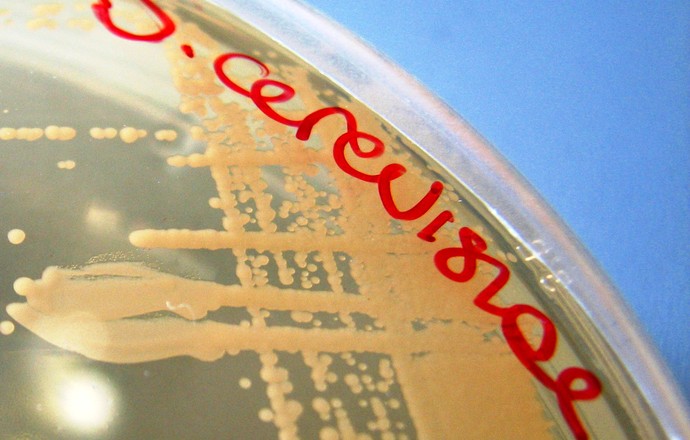 Resweratrol produkowany biotechnologicznie w drożdżach