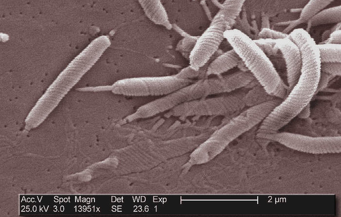 Alternatywne substancje w leczeniu eradykacyjnym Helicobacter Pylori