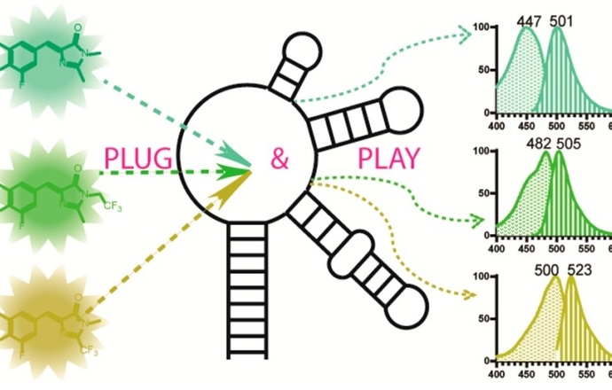 Spinach aptamer czyli fluorescencyjne RNA