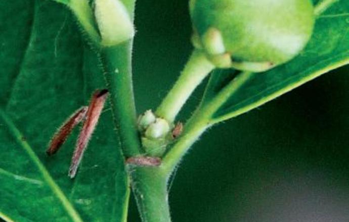 Odkryto nową niezwykle użyteczną biotechnologicznie roślinę