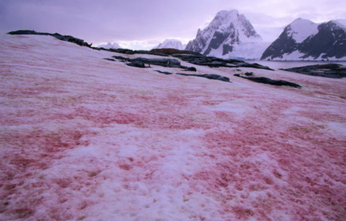 Snow Algae Powder – efekt obniżenia kaloryczności diety receptą na młodość prosto z natury