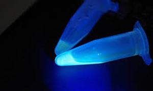 Fluorescencyjna gruźlica?