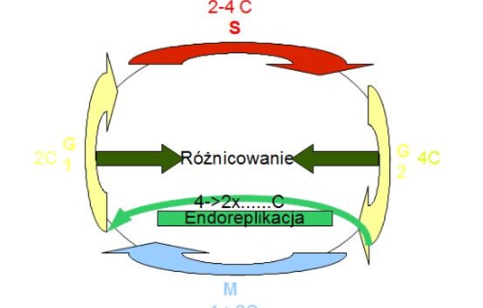 Endocykle w przykładach