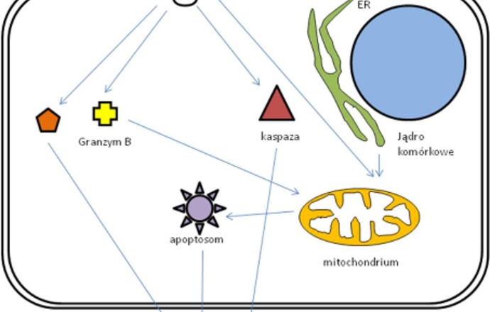 Apoptoza komórkowa, czyli szybka powtórka do sesji