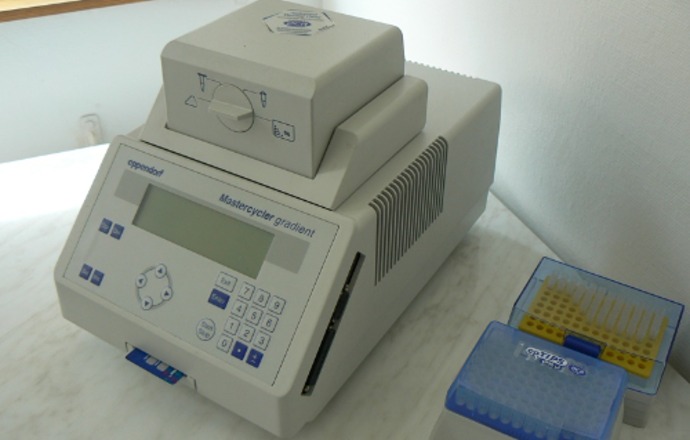 Genotypowanie metodą PCR MP